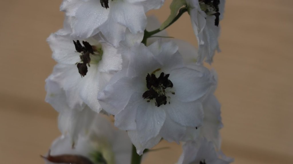 A close-up of a white flower

AI-generated content may be incorrect.