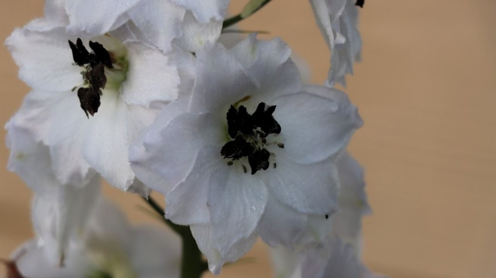 A close-up of a white flower

AI-generated content may be incorrect.