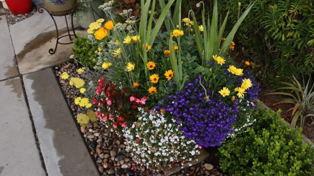 A group of colorful flowers

AI-generated content may be incorrect.