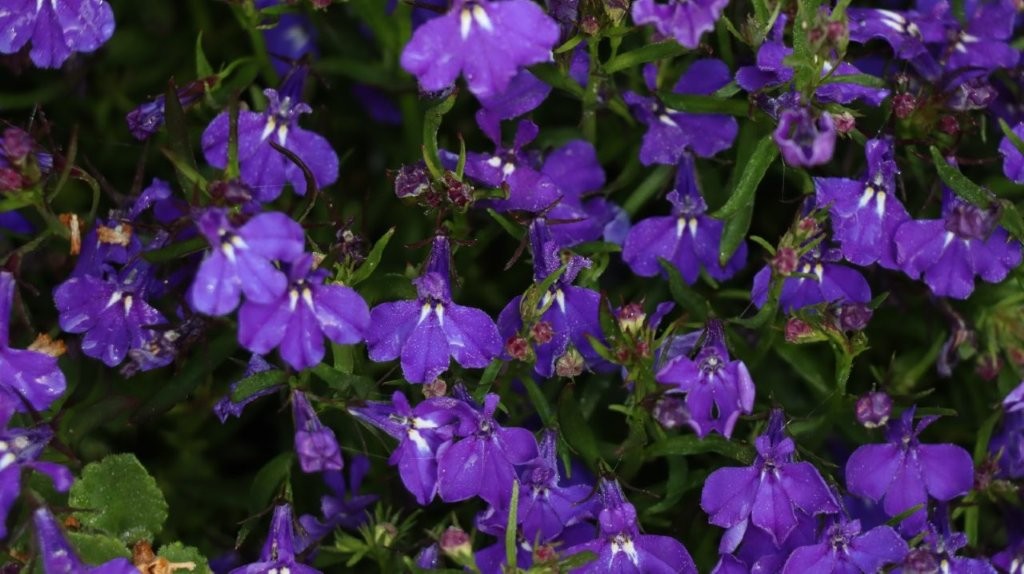 A group of purple flowers

AI-generated content may be incorrect.