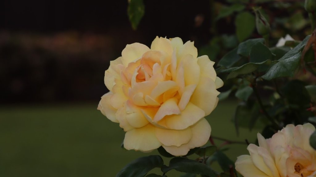 A close up of a flower

AI-generated content may be incorrect.