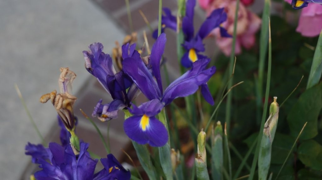 Close-up of purple flowers

AI-generated content may be incorrect.