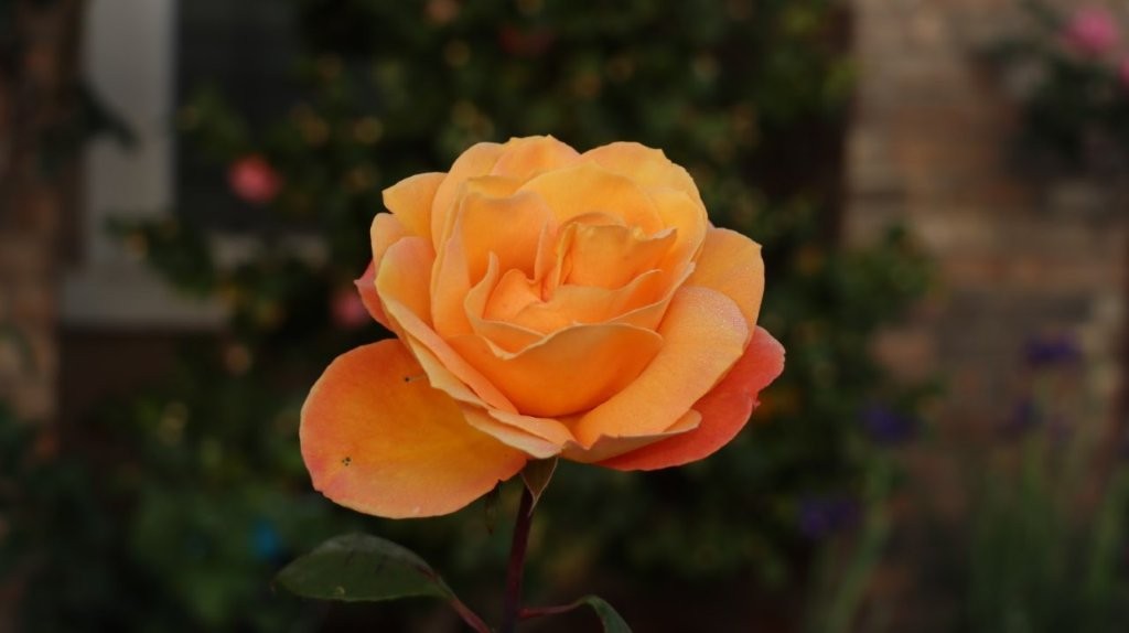 A close up of a flower

AI-generated content may be incorrect.