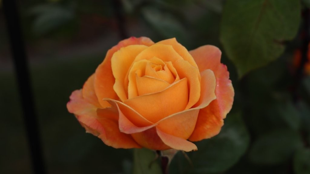 A close up of a rose

AI-generated content may be incorrect.