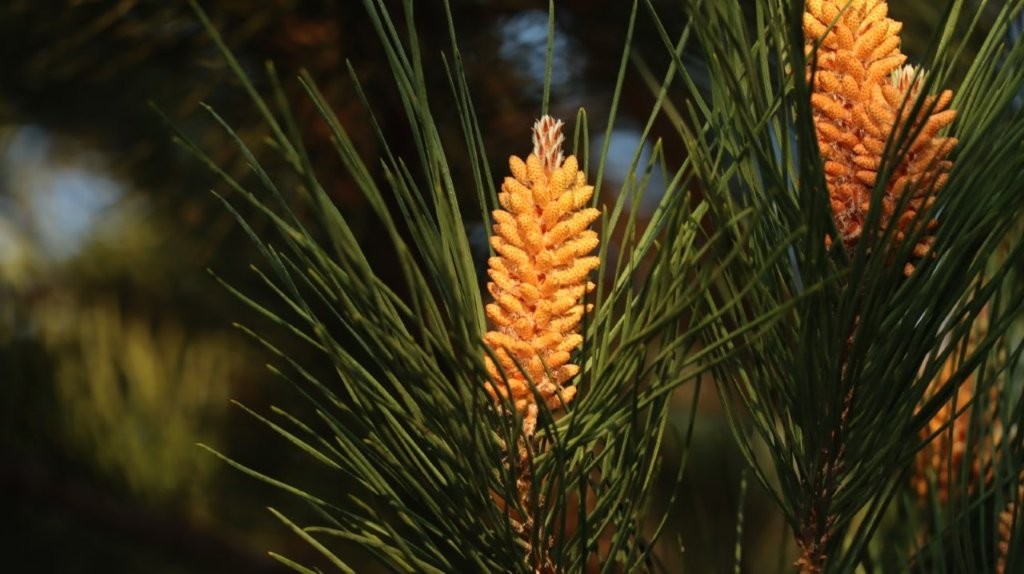 A pine cone on a tree

AI-generated content may be incorrect.