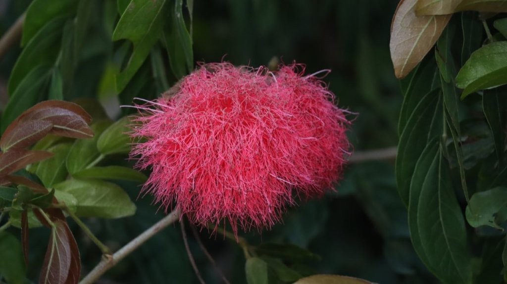 A pink fluffy flower on a branch

AI-generated content may be incorrect.