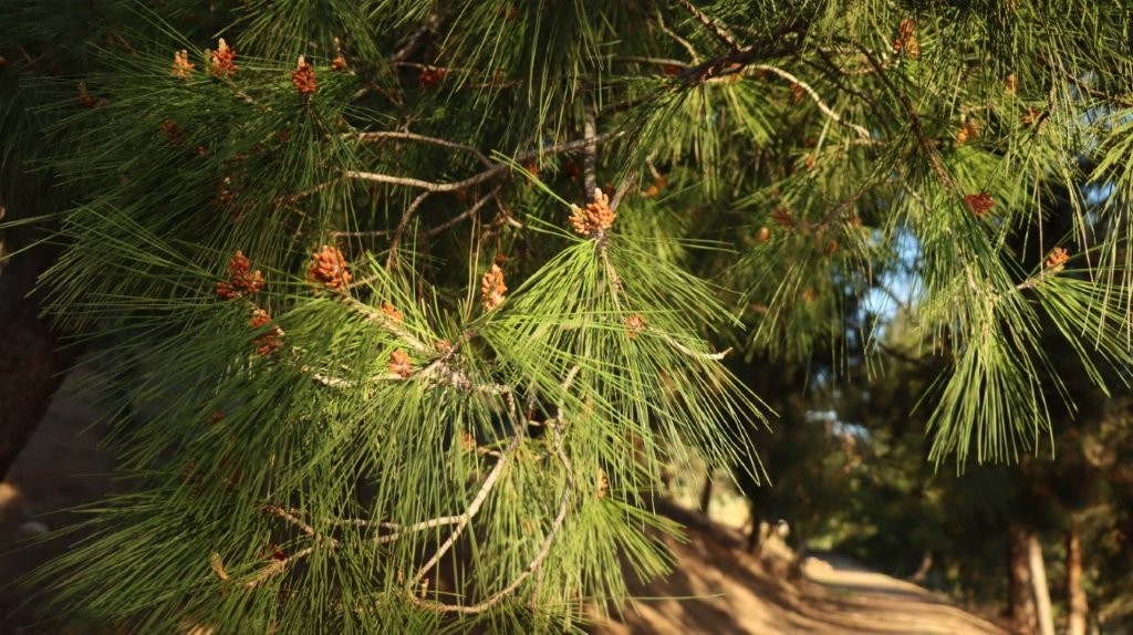 A close-up of a tree

AI-generated content may be incorrect.