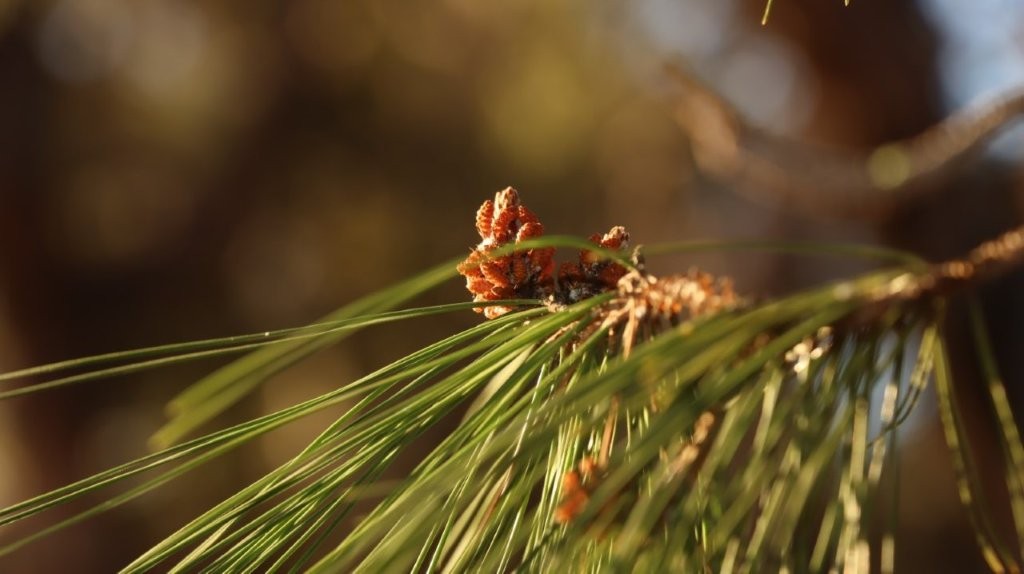 A close-up of a pine tree branch

AI-generated content may be incorrect.