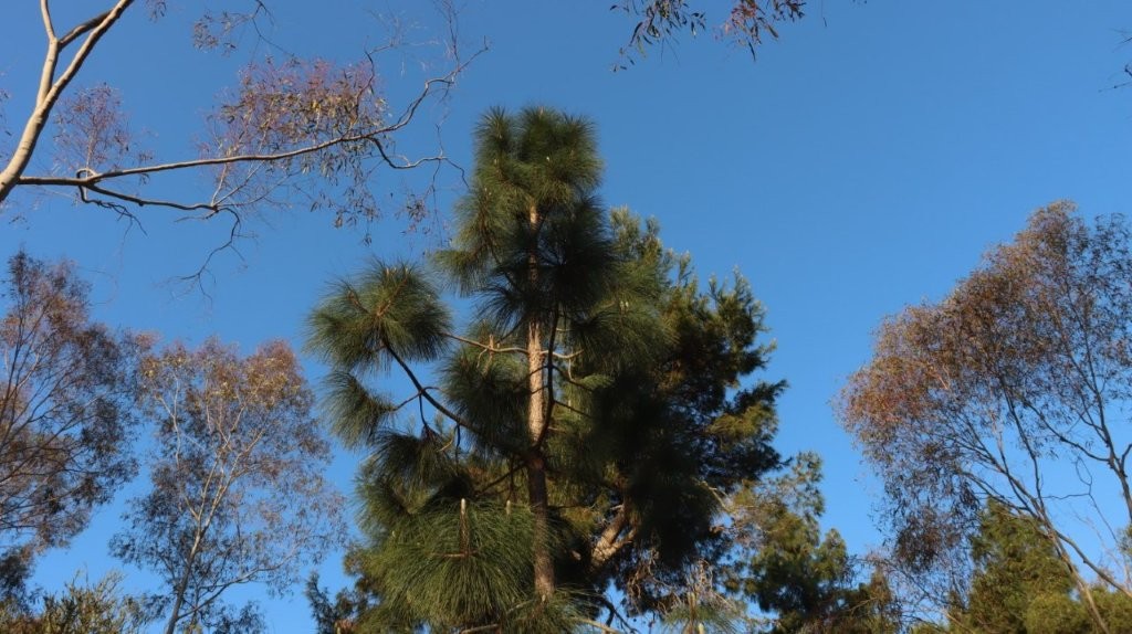 A low angle view of trees

AI-generated content may be incorrect.