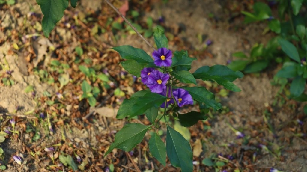 A close-up of a purple flower

AI-generated content may be incorrect.