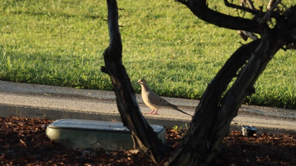 A bird standing on the sidewalk

AI-generated content may be incorrect.