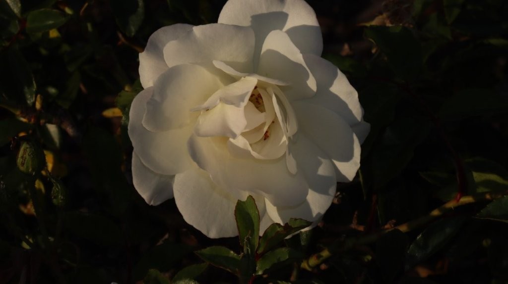 A white flower with green leaves

AI-generated content may be incorrect.