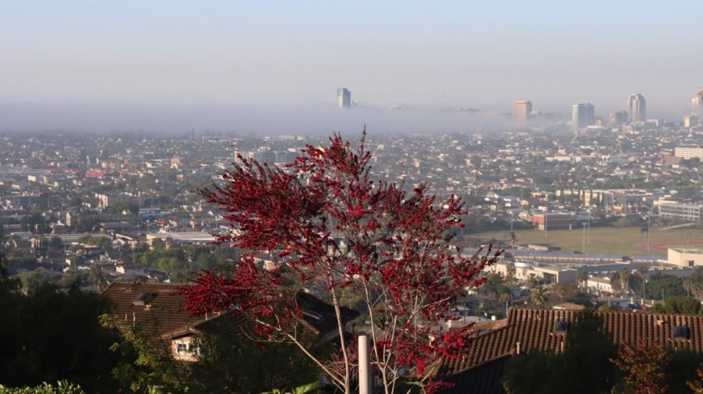 A tree with red leaves

AI-generated content may be incorrect.