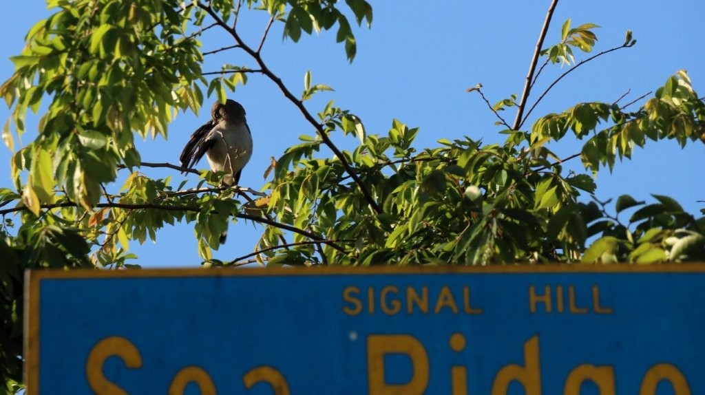 A bird on a tree branch

AI-generated content may be incorrect.