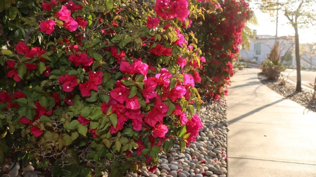 A row of pink flowers

AI-generated content may be incorrect.