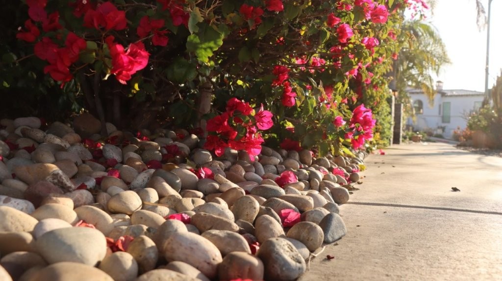 A group of rocks and flowers

AI-generated content may be incorrect.