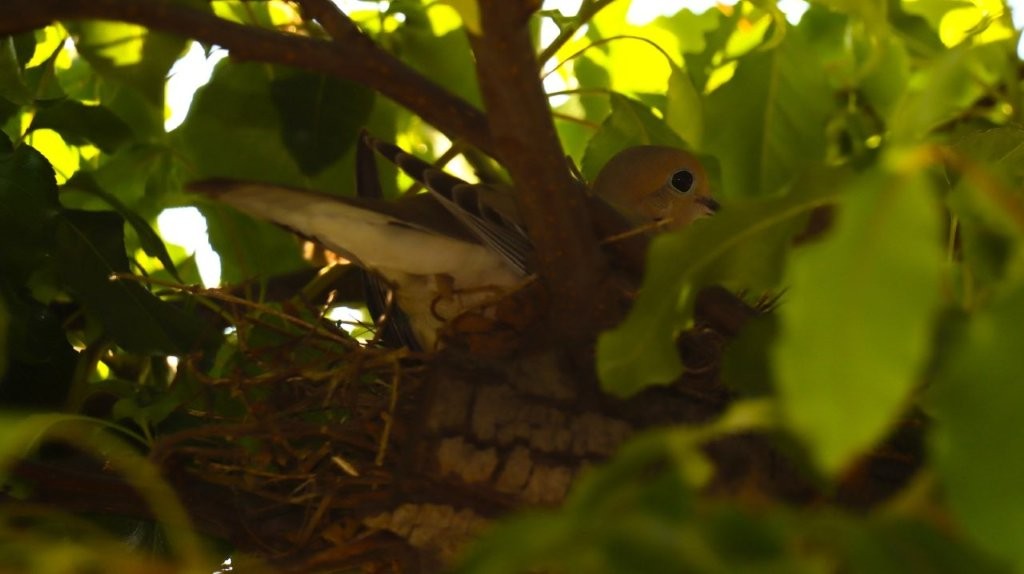 A bird in a nest

AI-generated content may be incorrect.