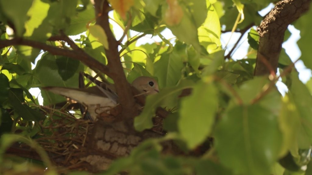 A bird in a nest

AI-generated content may be incorrect.