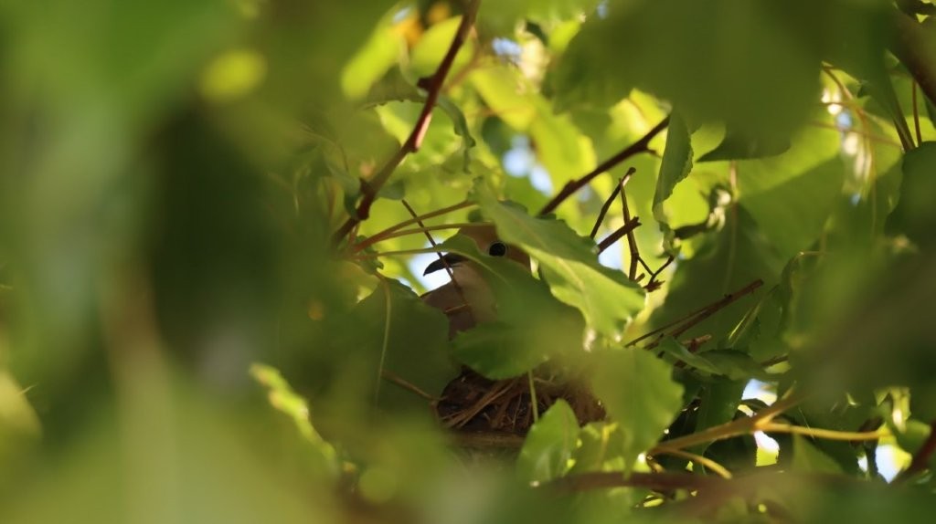 A bird in a tree

AI-generated content may be incorrect.