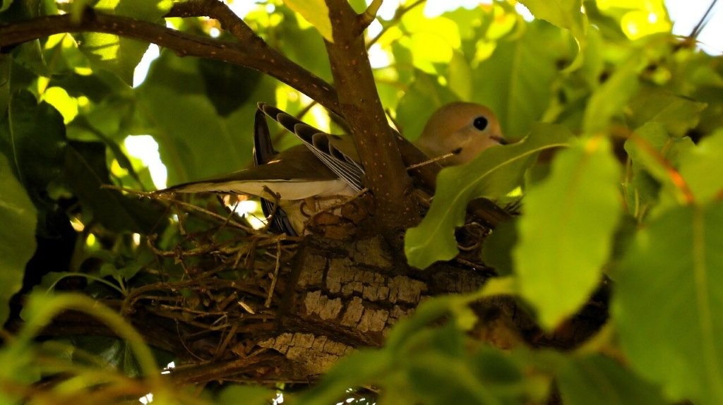 A bird in a nest

AI-generated content may be incorrect.