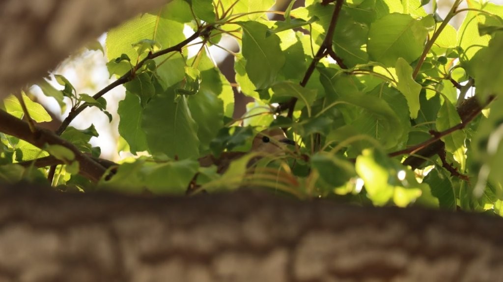 A bird in a tree

AI-generated content may be incorrect.