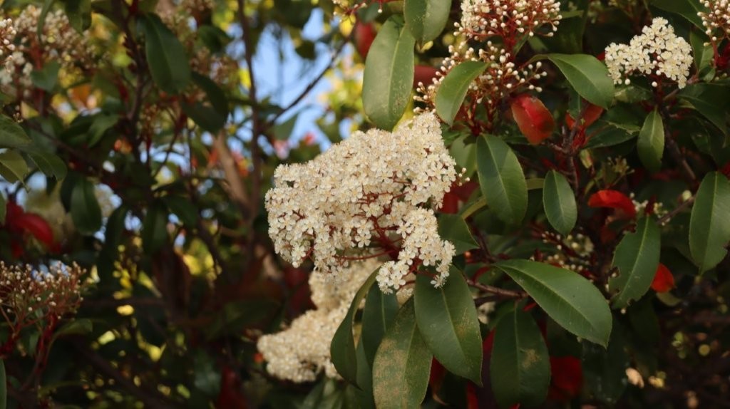A close-up of a white flower

AI-generated content may be incorrect.