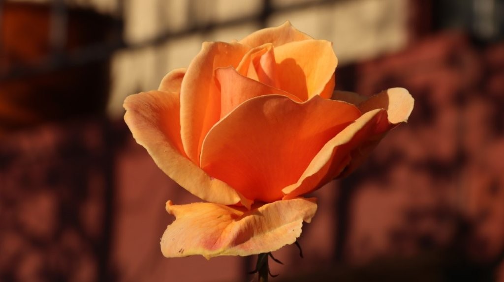 A close up of a flower

AI-generated content may be incorrect.
