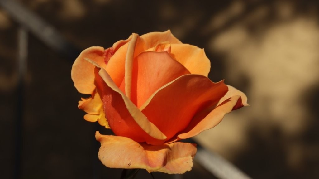 A close-up of a rose

AI-generated content may be incorrect.