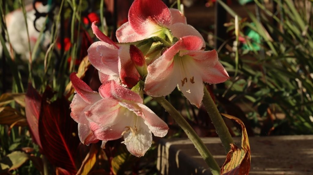 A close up of a flower

AI-generated content may be incorrect.