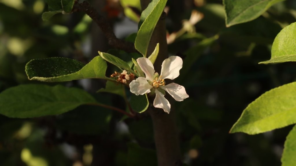 A close-up of a flower

AI-generated content may be incorrect.