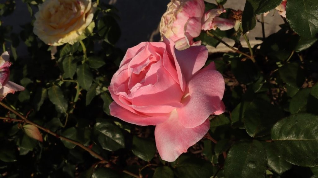 A pink flower on a plant

AI-generated content may be incorrect.