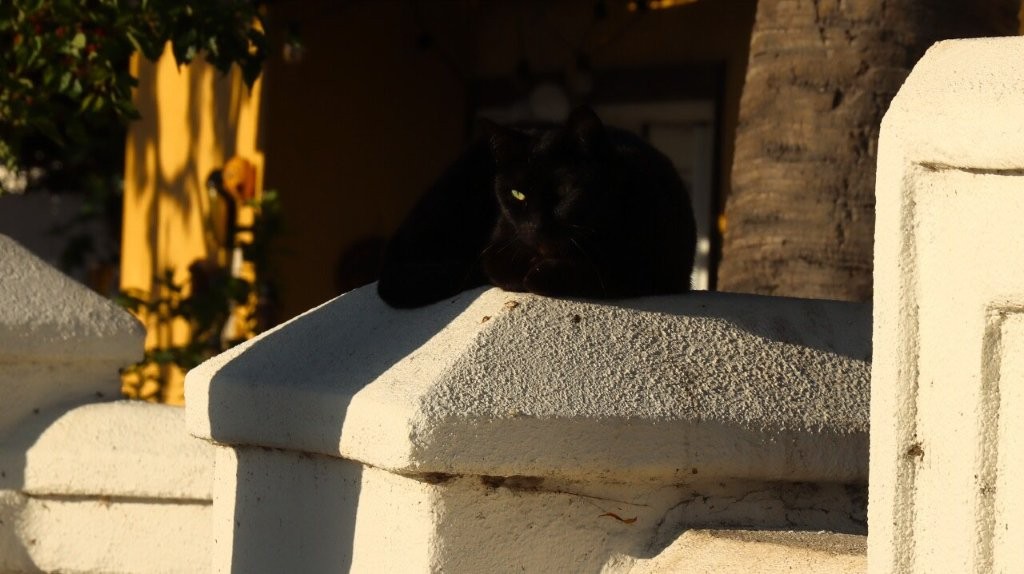 A black cat sitting on a white pillar

AI-generated content may be incorrect.