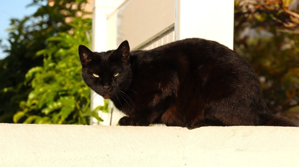 A black cat sitting on a ledge

AI-generated content may be incorrect.