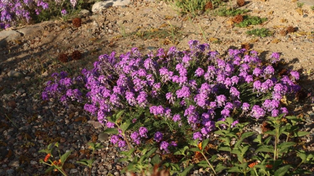 A group of purple flowers

AI-generated content may be incorrect.