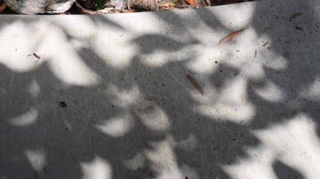 A shadow of a tree on a concrete surface

Description automatically generated