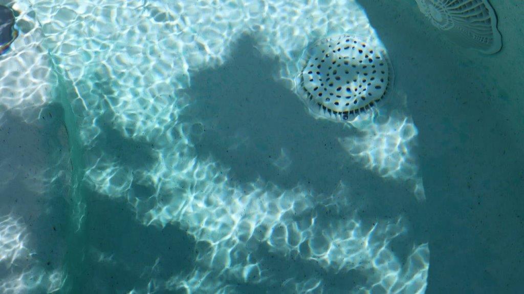 A shadow of a fish in a pool

Description automatically generated