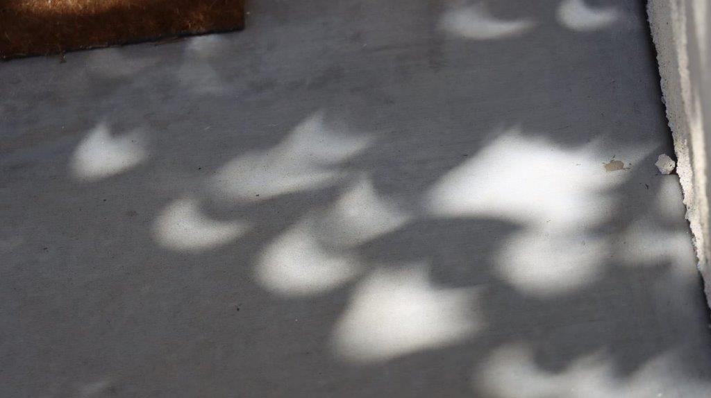 A shadow of a plant on a white surface

Description automatically generated