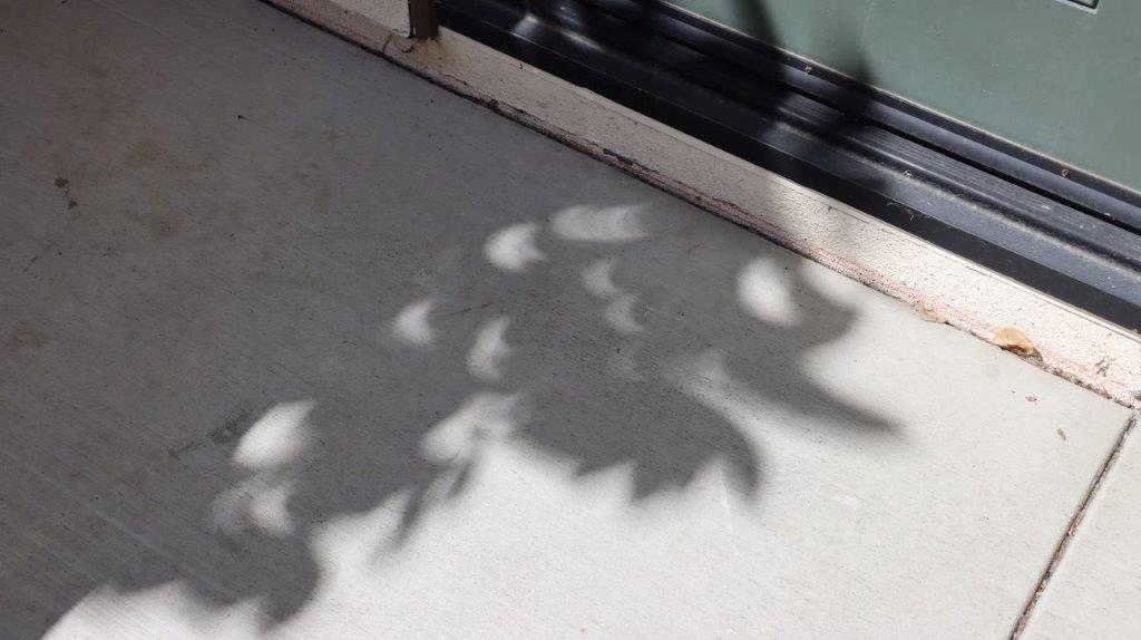A shadow of a tree on the ground

Description automatically generated