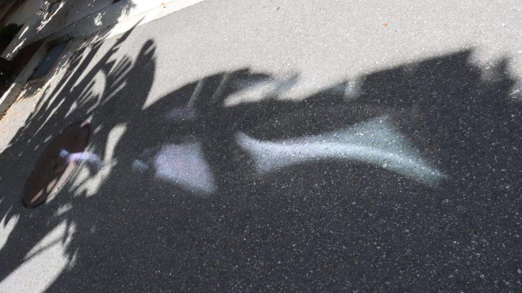 A shadow of a plant on the ground

Description automatically generated