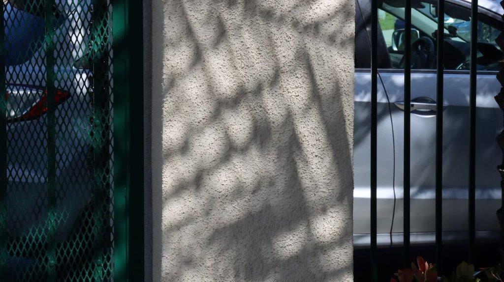 A shadow of a tree on a wall

Description automatically generated