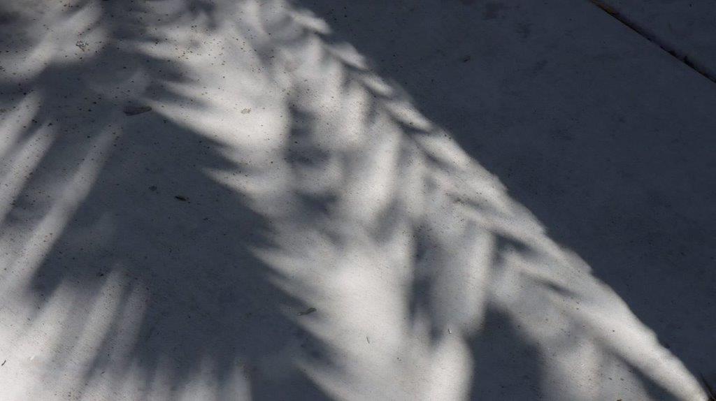 A shadow of a tree branch

Description automatically generated