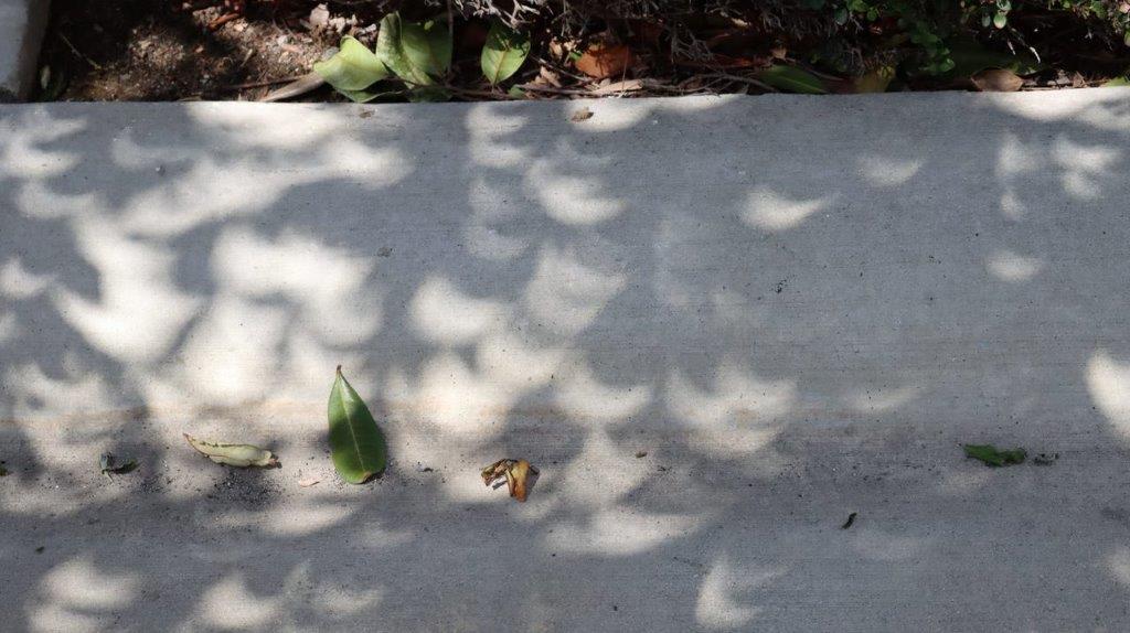 A concrete sidewalk with leaves on it

Description automatically generated