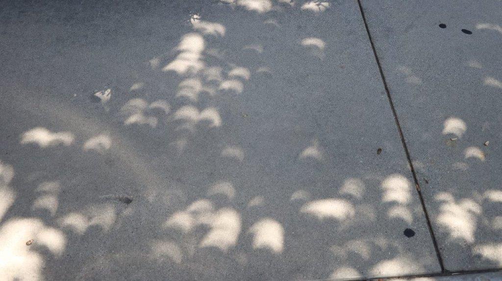 A shadow of a tree on a concrete surface

Description automatically generated