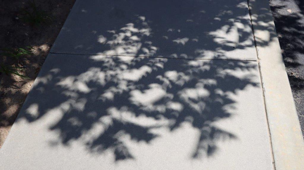 A shadow of a tree branch on a white surface

Description automatically generated