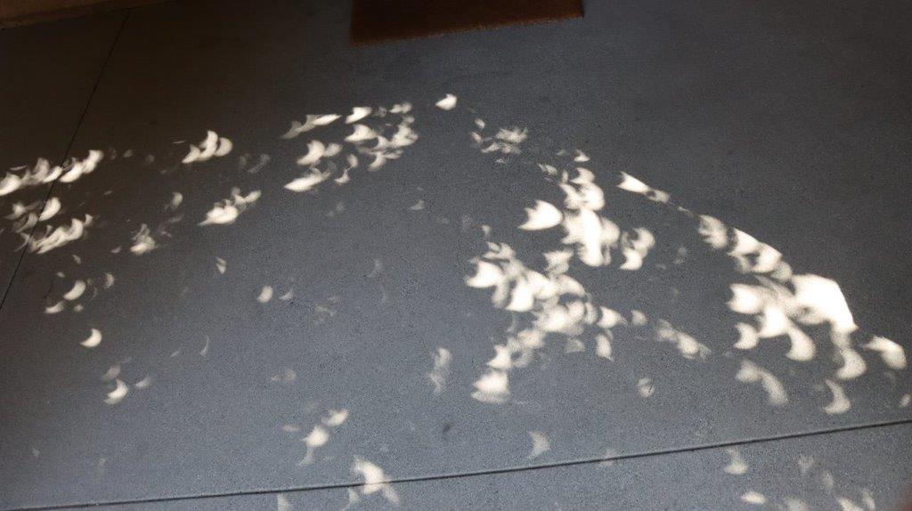 A shadow of a tree on the ground

Description automatically generated