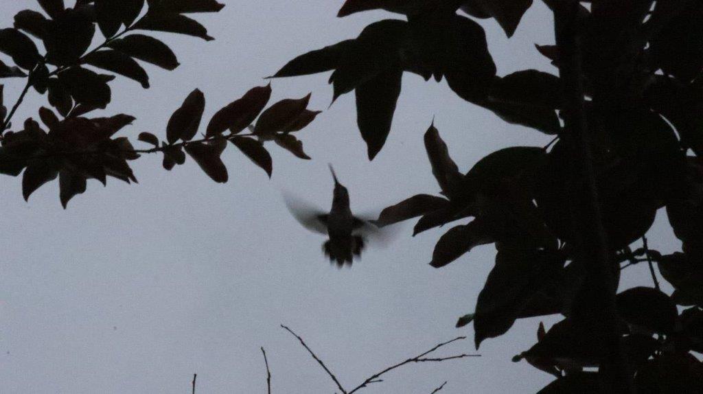 A bird flying in the sky

Description automatically generated