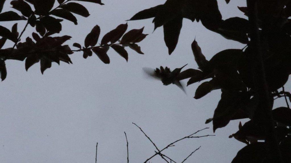 A bird flying in the sky

Description automatically generated