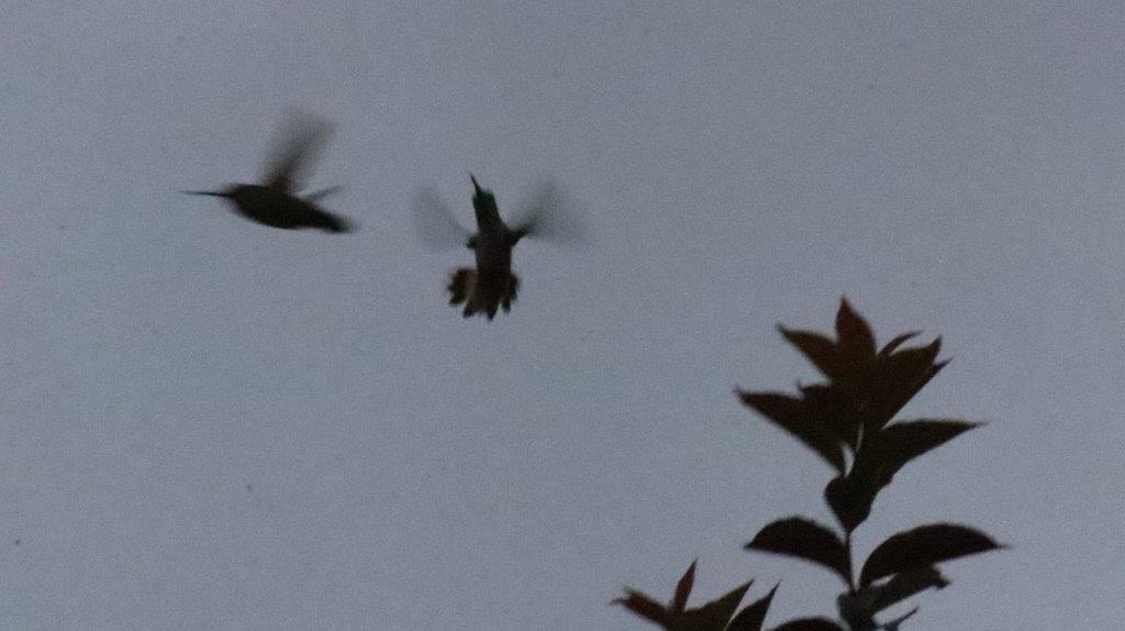 A group of birds flying in the sky

Description automatically generated