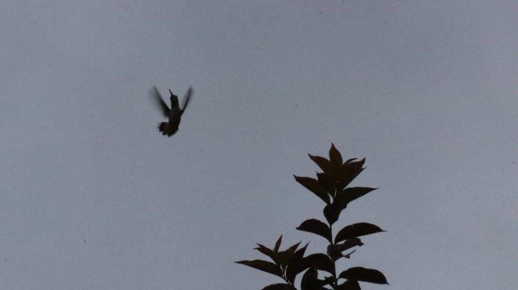 A bird flying in the sky

Description automatically generated