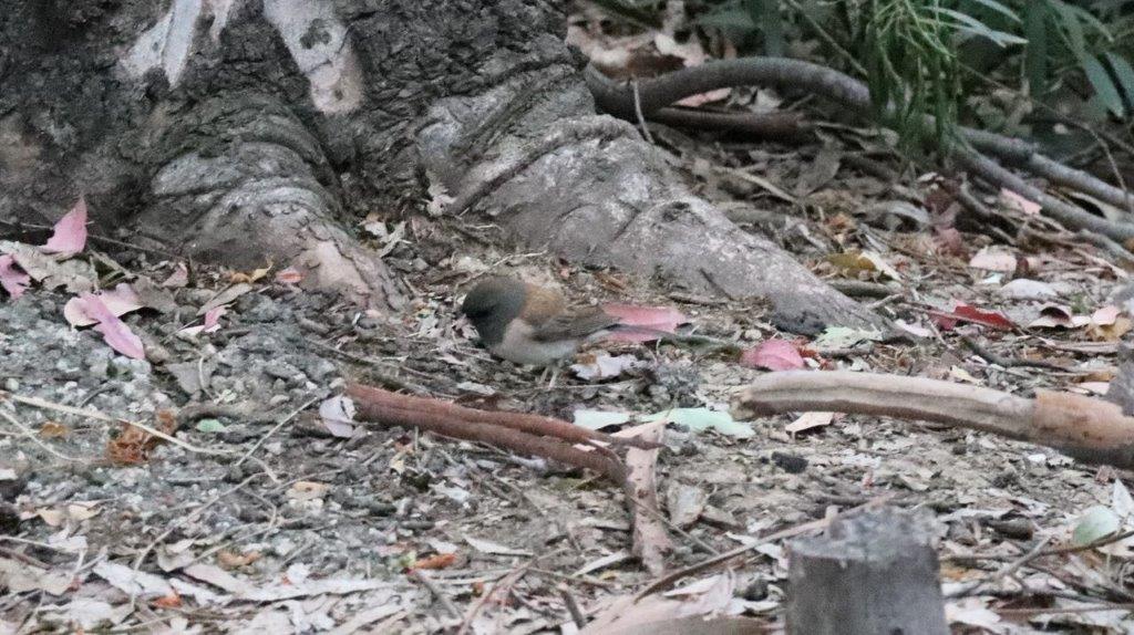 A bird sitting on the ground

Description automatically generated